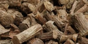 Tinospora Cordifolia