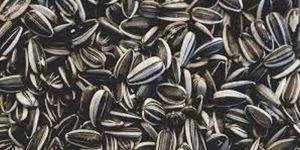 Sunflower Seeds