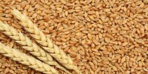Wheat Grains