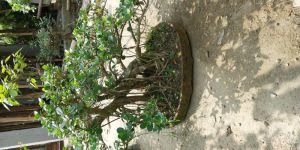 Ficus Iceland Bonsai Plant