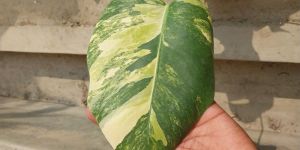 Monstera Aurea Plant