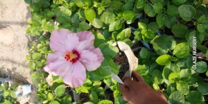 Hibiscus Plant