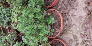 Iceland Bonsai Plant