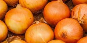 Fresh Garva Onion