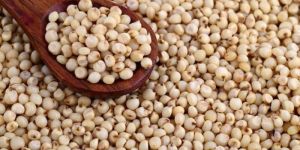 White Sorghum Seeds