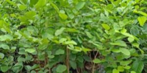 Red Sandalwood Plants