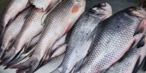 Frozen Rohu Fish