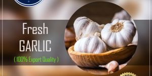 Fresh Garlic
