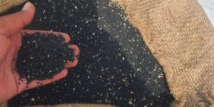 Organic Black Onion Seeds