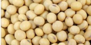 Soybean Seeds