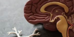 Brain Health Consultancy