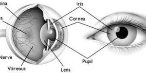 Eye Health Consultancy