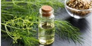 PURE FENNEL ESSENTIAL OIL
