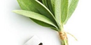 Sage Essential Oil