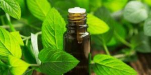 Spearmint Essential Oil
