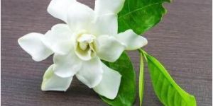 White Gardenia Fragrance Oil