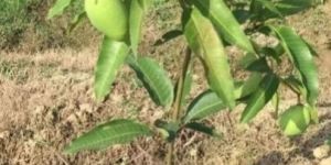 Dasheri Mango Plant