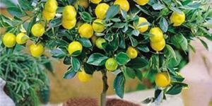 Lemon Plant
