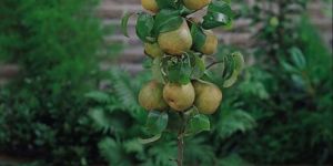 Pear Fruit Plant