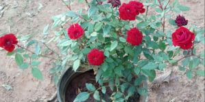 Red Rose Plant