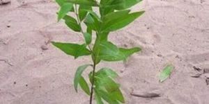 White Sandalwood Plant