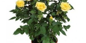 Yellow Rose Plant