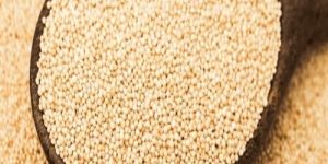 Amaranth Grain