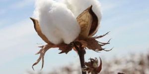 Medium Staple Cotton