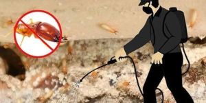 Termite Control Services