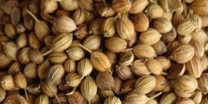 Organic Coriander Seeds