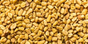 Fenugreek Seed
