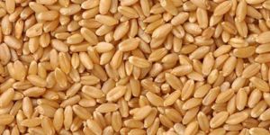 Wheat Lokwan