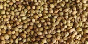 Coriander Seed