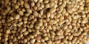 Coriander Scooter Seed