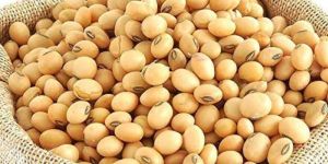 Soybean Seed