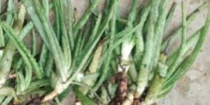 Alovera Small Plant