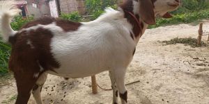 Barbari Boer Goat