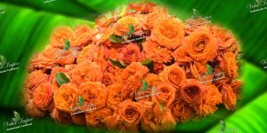 Orange Button Rose