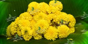 Yellow Sevanthi Flower