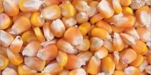 Dried Maize Seeds