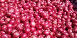 Fresh Nashik Onion