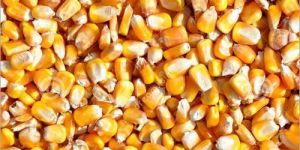 Hybrid Maize Seeds