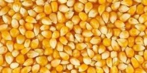 Natural Maize Seeds