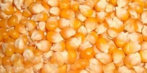 Organic Maize Seeds