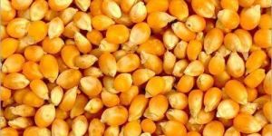 Raw Maize Seeds