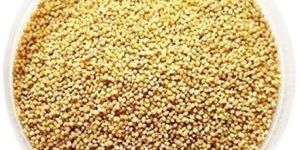 Foxtail Millet