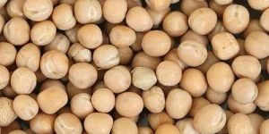 White Pigeon Peas