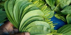 Fresh Betel Leaves
