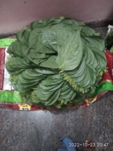 Green Betel Leaves