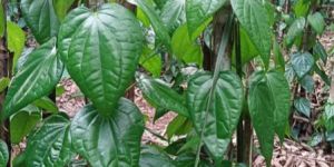 Herbal Fresh Betel Leaves